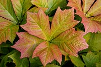 Rodgersia podophylla - Rodgers' Bronze-Leaf