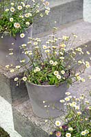 House front door steps with small containers or pots planted with Erigeron karvinskianus - Mexican fleabane. 