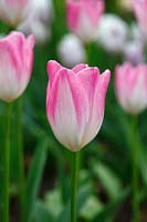 Tulipa 'Hatsuzakura' - Tulip 'Hatsuzakura'