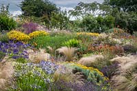 Extensive planting of ornamental grass Stipa tenuissima interplanted with
 flowering perennials such as Agapanthus, Coreopsis and Santolina
 