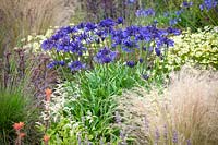 Agapanthus 'Navy Blue' amongst other perennials such as Astilbe, Sedum and Stipa tenuissima