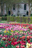 Bed of Tulipa - tulips - in front of hedge and building