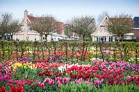 Beds of Tulipa - tulips - in front of hedge with houses beyond