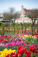 Beds of Tuipa - tulips - in front of hedge and house