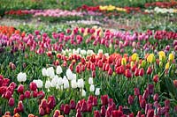 Beds of different Tulipa - tulips