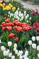 Tulipa 'Orange Monarch' - Triumph tulip - in bed with other tulips