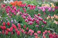 Tulipa 'Durham' - Triumph tulip - with other tulips