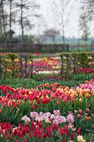 Beds of Tulipa - tulip - different varieties of tulips growing in beds