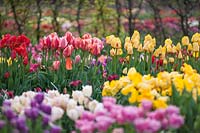 Tulipa - tulip - bed with different varieties of tulips