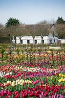 Tulipa - tulip - beds of different varieties in front of hedge with trees and building beyond