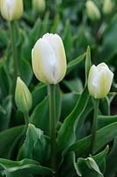 Tulipa 'Albino' - Single Late tulip