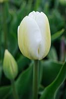 Tulipa 'Albino' - Single Late tulip