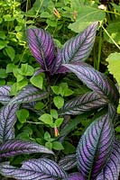 Strobilanthes Dyeriana and Cuphea Cyanea 'Shrimpy'