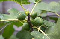 Ficus carica 'Brown Turkey' Fig