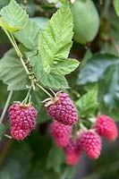 Rubus x loganobaccus - Loganberry