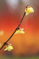 Chimonanthus praecox var. 'Concolor' - Wintersweet 'Concolor'