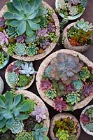A display of several containers planted up with a collection of different succulents.