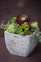 Aeonium 'Durango' and various other succulents in natural container.