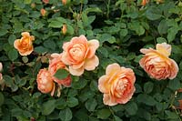 Rosa 'Lady of Shalott' at David Austin Roses