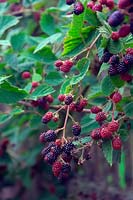 Rubus fruticosus 'Merton Thornless' - Blackberry 