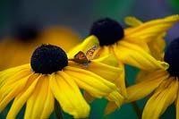 Lycaena phlaeas - Small Copper Butterfly - resting on Rudbeckia hirta 'Indian Summer'
