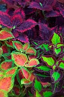 Coleus - Solenostemon varieties Winsome, Saturn and Red Velvet