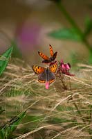 Lycaena phlaeas - small copper butterfly  on Stipa tenuissima and Diascea personata