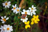 Lycaena phlaeas - the small copper butterfly. 