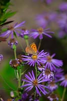 Lycaena phlaeas - the small copper butterfly - on Aster macrophyllus 'Twilight'