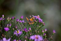 Aster 'Little Carlow' - Cordifolius hybrid with Lycaena phlaeas- Small copper butterfly