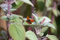 Lycaena phlaeas - small copper butterfly - resting on Plectranthus argentatus 