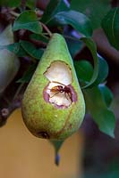 European hornet - Vespa crabro damaging almost ripe pears - Pyrus communis 'Concorde' 