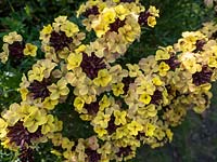 Erysimum mutabile - Perennial wallflower
