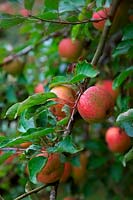 Malus domestica 'Cornish Aromatic' - Apple 'Cornish Aromatic' 