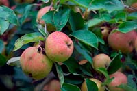 Malus domestica 'Cornish Aromatic' - Apple 'Cornish Aromatic'