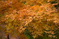 Acer palmatum 'Senkaki' syn. Acer palmatum 'Sango-kaku' AGM 