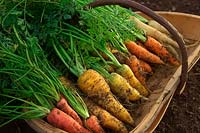 Freshly dug carrots in a trug:  Daucus carota 'Atomic Red' 'Jaune de Doubs', 'Autumn King' and 'Lunar White'