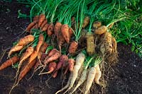 Freshly dug carrots Daucus carota 'Reststafly' 'Flakee' 'Jaune de Doubs'  'Autumn King',  'Atomic Red', 'Lunar White'