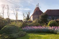 The Solar Garden with dramatic display of pink Tulipa underplanted with Myosotis. Great Dixter Garden, Sussex, UK. 