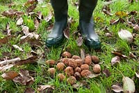 Harvested walnuts on the ground next to person's feet.
