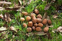 Harvested walnuts on the ground