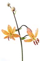 Lilium martagon - Turk's cap lily