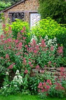 Self sown Centranthus ruber 'Albus', Valerian -red and white form - growing in a dry stone wall