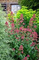 Self sown Centranthus ruber 'Albus', Valerian -red and white form - growing in a dry stone wall