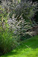 Pennisetum macrourum  - African feather grass