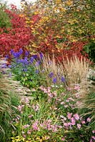 Autumn border at Pettifers. Sorbus 'Joseph Rock' - Mountain ash, Miscanthus sinensis 'Yakushima Dwarf', Calamagrostis x acutiflora 'Karl Foerster', Anemone hupehensis 'Bowles's Pink', Aconitum carmichaelii Arendsii Group 'Arendsii' and Euonymus planipes - Flat-stalked spindle tree syn. Euonymus sachalinensis misapplied