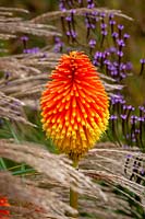 Kniphofia rooperi - Rooper's red-hot poker - with Verbena hastata and Miscanthus sinensis 'Yakushima Dwarf'