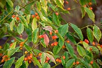 The berries of Euonymus myrianthus in winter - Spindle tree