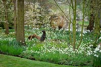 Otter statue amongst Fritillaria meleagris - Snakeshead fritillaries - and amelanchier in John Massey's garden at Ashwood Nurseries.