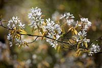 Amelanchier x grandiflora 'Forest Prince' - Serviceberry.